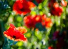 2016-05 DSC 2535 Coquelicots-Ok : 003 NATURE, Coquelicot, Fleur, coquelicots, fleur, fleurs, flower, flowers, pavot poppy, poppies, poppy